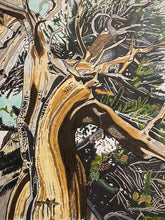 Load image into Gallery viewer, Bristlecone Series Stickers 3 pack

